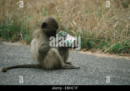 chacma baboon (Papio ursinus), young, sitting on street, looking into a box, Okt 01.