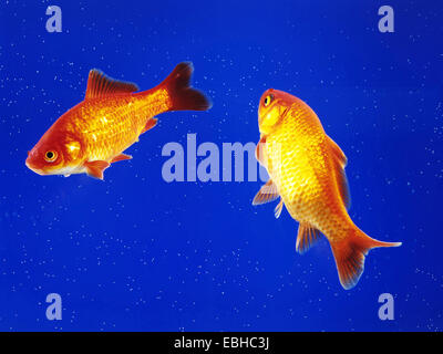 goldfish, common carp (Carassius auratus), two goldfishes in an aquarium Stock Photo
