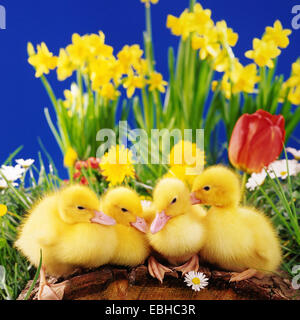 domestic duck (Anas platyrhynchos f. domestica), Easter decoration with duck chicks Stock Photo