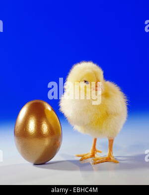domestic fowl (Gallus gallus f. domestica), fluffy chick with golden egg Stock Photo