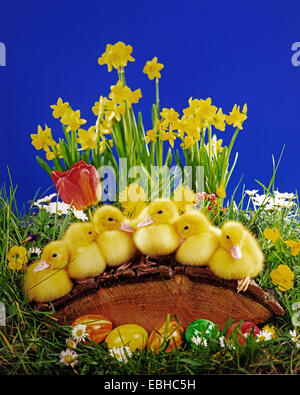 domestic duck (Anas platyrhynchos f. domestica), Easter decoration with duck chicks Stock Photo