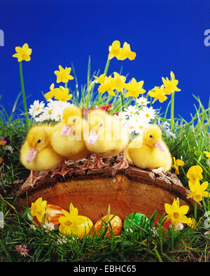 domestic duck (Anas platyrhynchos f. domestica), Easter decoration with duck chicks Stock Photo
