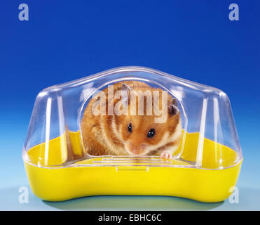 golden hamster (Mesocricetus auratus), in a bath house Stock Photo