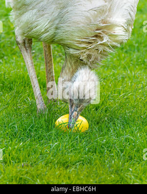 greater rhea (Rhea americana), female with egg layed just a moment ago Stock Photo