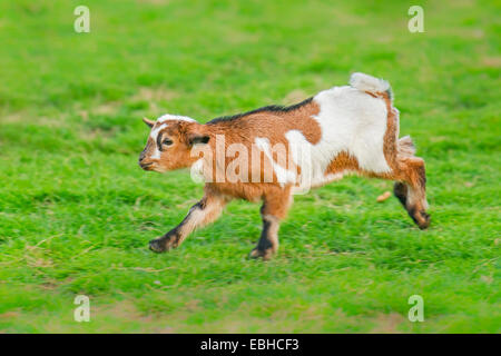 domestic goat (Capra hircus, Capra aegagrus f. hircus), goad kid escapes, Germany, North Rhine-Westphalia