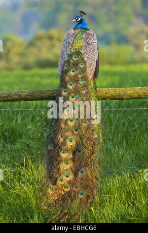 Common peafowl, Indian peafowl, blue peafowl (Pavo cristatus), peacock on a lookout, back view, Germany, North Rhine-Westphalia Stock Photo