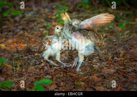 Common peafowl, Indian peafowl, blue peafowl (Pavo cristatus), two peafowl chicks fighting, Germany, North Rhine-Westphalia Stock Photo