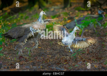 Common peafowl, Indian peafowl, blue peafowl (Pavo cristatus), two peafowl chicks fighting, in flight, Germany, North Rhine-Westphalia Stock Photo