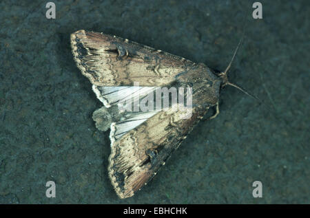 dark dart moth, dark sword-grass moth; black cutworm (Agrotis ipsilon, Agrotis ypsilon, Scotia ypsilon). Stock Photo