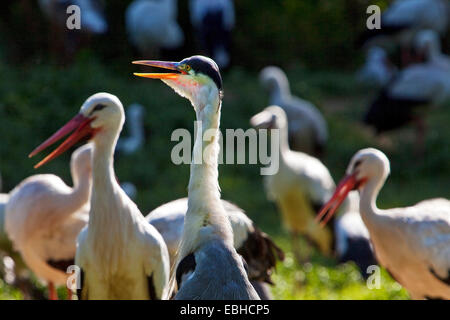 white stork (Ciconia ciconia), several storka and a crane, Germany, North Rhine-Westphalia Stock Photo