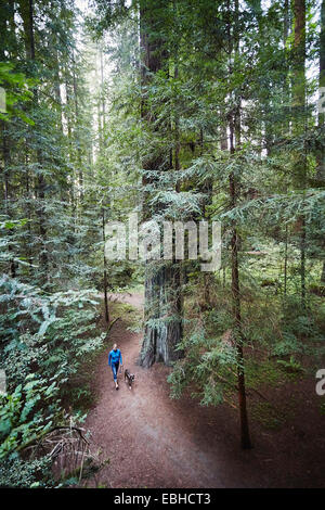 Woman walking dog, Humboldt Redwoods State Park, California, USA Stock Photo