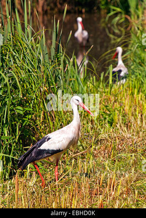 white stork (Ciconia ciconia), three storks at a lake, Germany, North Rhine-Westphalia Stock Photo