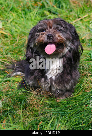 Bolonka Zwetna (Canis lupus f. familiaris), Bolonka Zwetna mixed breed dog lying on grass, Germany Stock Photo