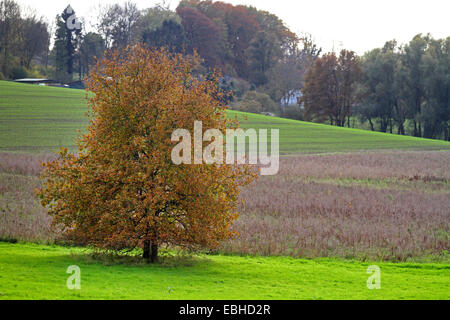 fields with groves and single tree at the Bergisches Land, Germany, North Rhine-Westphalia Stock Photo