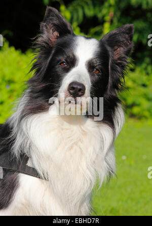 Border Collie (Canis lupus f. familiaris), eleven years old male dog, portrait, Germany Stock Photo
