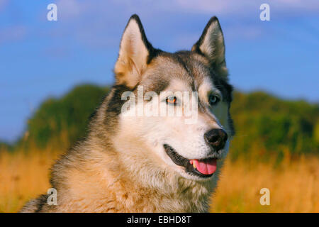 Siberian Husky (Canis lupus f. familiaris), portrait of a four years old male dog with two different eye colours Stock Photo