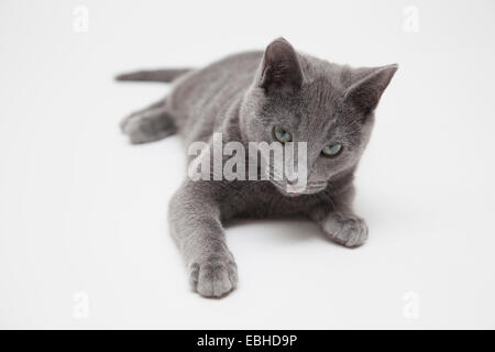 Studio portrait of alert russian blue kitten lying on front Stock Photo