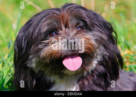 Bolonka Zwetna (Canis lupus f. familiaris), portrait of a Bolonka Zwetna mixed breed dog, Germany Stock Photo