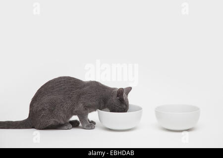 Studio shot of russian blue kitten eating from two bowls Stock Photo
