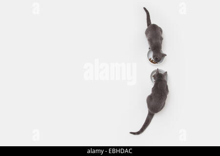Overhead studio shot of two russian blue kittens opposite each other eating from bowls Stock Photo
