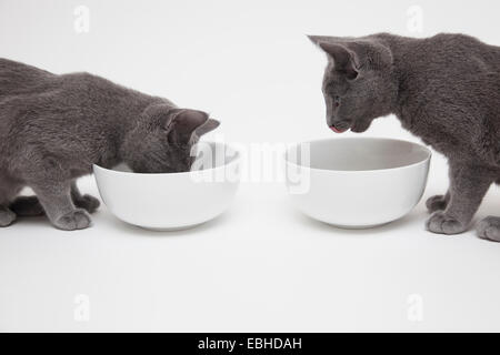 Studio shot of two russian blue kittens, one eating from bowl whilst other watches Stock Photo