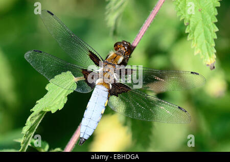 Male broad-bodied chaser dragonfly at rest. Stock Photo