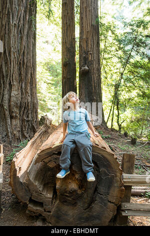 Boy sitting on tree trunk, Muir Woods, California, USA Stock Photo