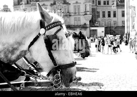 Horse carriages in Dresden, Germany Stock Photo