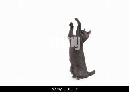 Russian Blue cat sitting on hind legs, reaching up Stock Photo