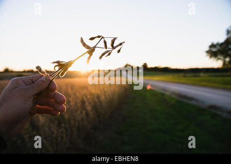 Farmers hand holding up soy bean plant at sunset, Missouri, USA Stock Photo