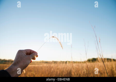 Farmers hand holding up stem of wheat, Missouri, USA Stock Photo