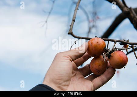 Farmers hand picking persimmon fruit, Missouri, USA Stock Photo