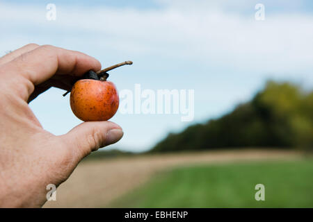 Farmers hand holding up persimmon fruit, Missouri, USA Stock Photo