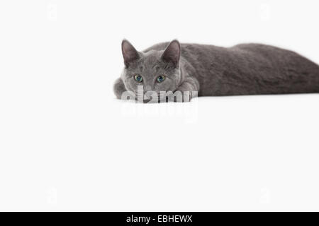 Russian Blue cat relaxing