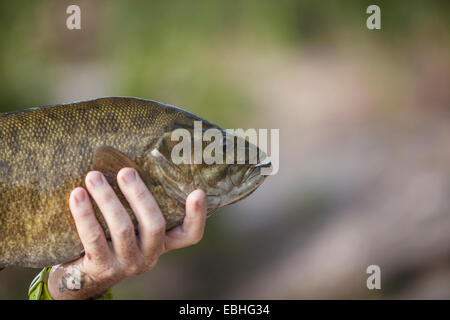 Mans hand holding up smallmouth bass fish, Lake Superior, Au Train Bay, Michigan, USA Stock Photo