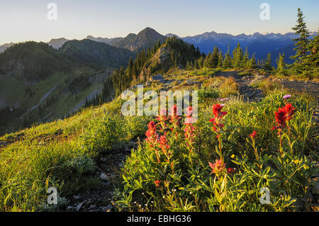 Indian paintbrush flowers at Idaho Peak, Selkirk Mountains, British Columbia, Canada Stock Photo