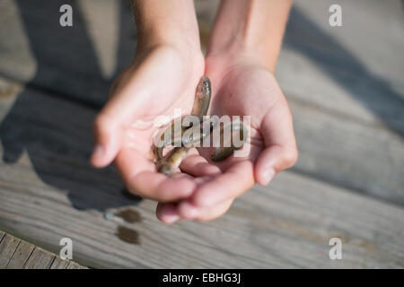 Hands of teenage boy holding bait fish on pier, Lake Superior, Gwinn, Michigan, USA Stock Photo