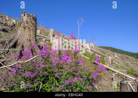 Logged hillside, clearcut, Idaho Peak, Selkirk Mountains, British Columbia, Canada Stock Photo