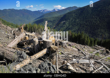 Logged hillside, clearcut, Idaho Peak, Selkirk Mountains, British Columbia, Canada Stock Photo