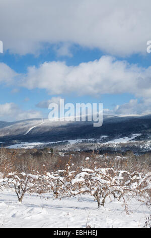 Puffy clouds hang over an apple orchard in the town of Adams in Massachusetts. Stock Photo