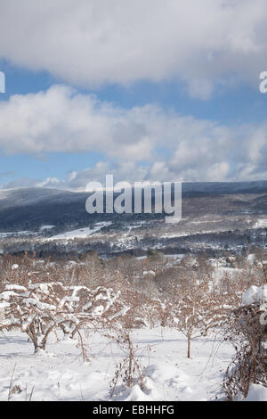 Puffy clouds hang over an apple orchard in the town of Adams in Massachusetts. Stock Photo