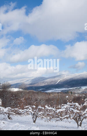 Puffy clouds hang over an apple orchard in the town of Adams in Massachusetts. Stock Photo