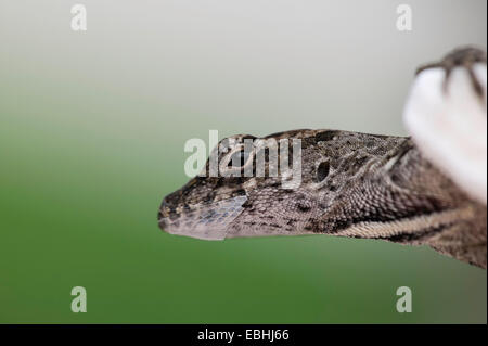 Close-up of a Cuban Brown Anole Lizard head and neck including eye and ear with a small patch of unshed skin under the chin, Florida, USA. Stock Photo