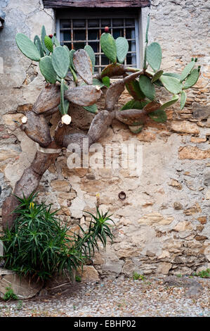 Italy, Liguria, Colla Micheri, Old Village, Fig Cactus on a House Wall. Stock Photo