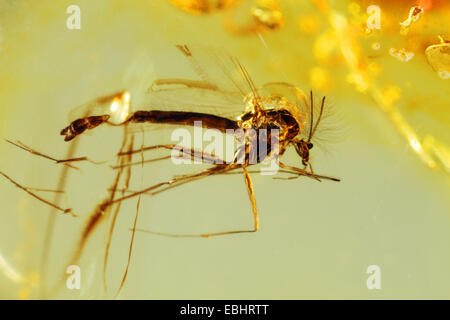 Close-up of a small insect caught in amber. From around the Baltic sea. Stock Photo