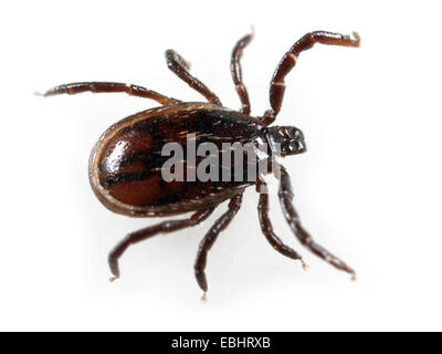 Castor Bean tick (Ixodes Ricinus) on a white background Stock Photo