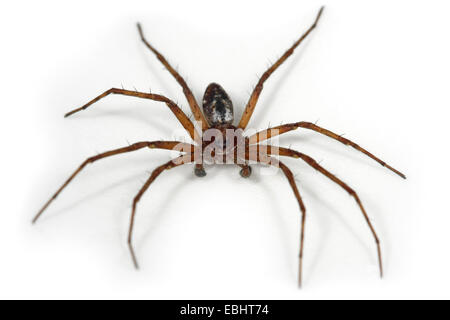 A male Running Crab spider (Philodromus sp) on a white background, part of the family Philodromidae - Running Crab spiders. Stock Photo