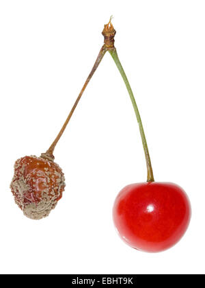Two cherries, one infected by Brown rot (Monilinia fructigena), a fungus disease. Stock Photo