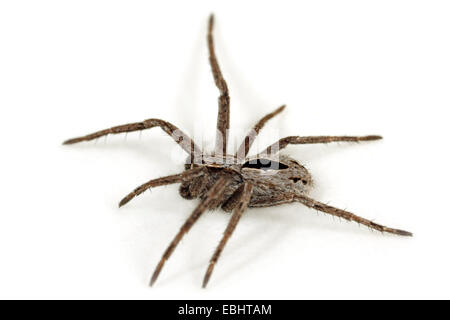 A juvenile male (Thanatus formicinus) spider on white background. This spider is part of the family Philodromidae, Running crab spiders. Stock Photo