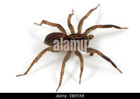 Male Wolf spider (Trochosa terricola) on white background. Wolf spiders are part of the family Lycosidae. Stock Photo